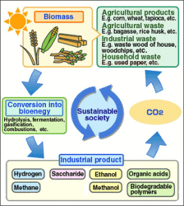 Thermochemical Processes to Convert Biomass into Energy