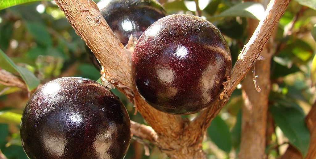 stretchable wearable batteries