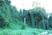 kudzu
