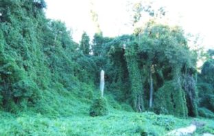 kudzu