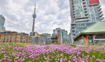 Green Roof in Toronto - Mitigation