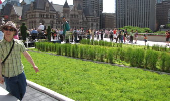 green roof