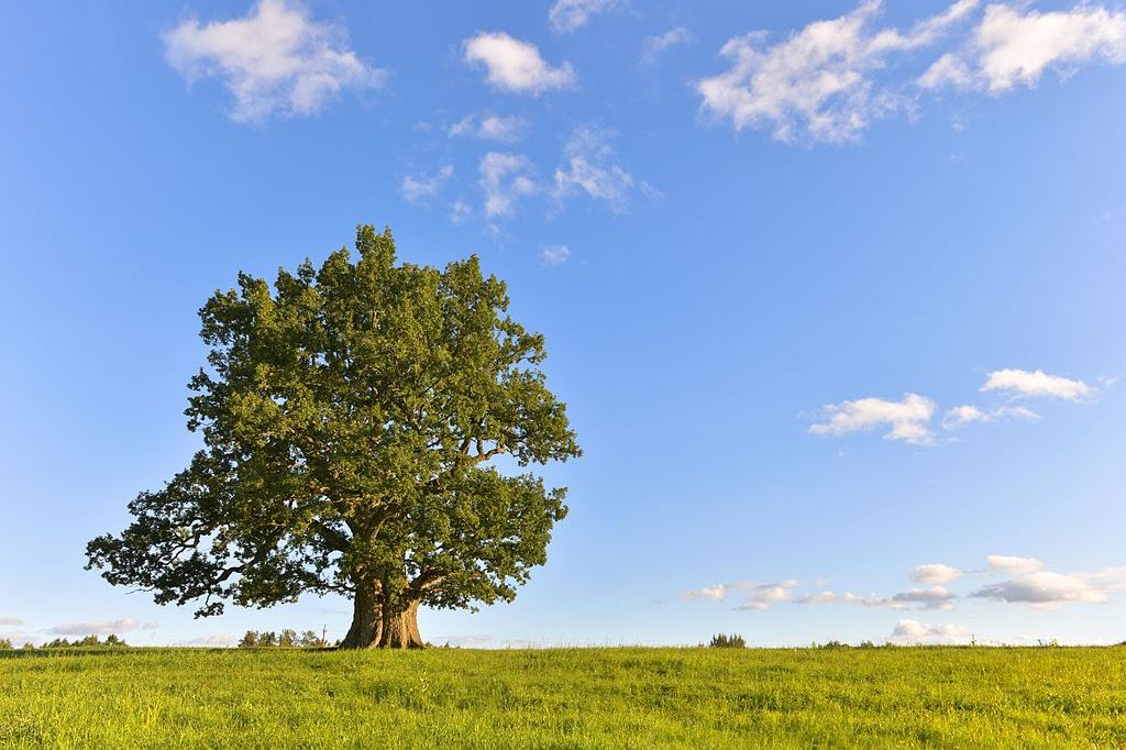 look what we are doing to trees