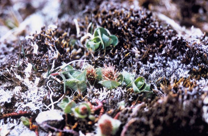 plants are growing taller