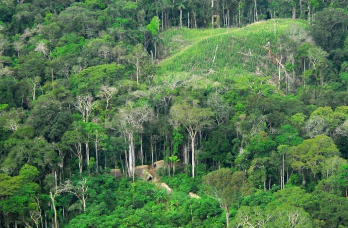 sawing off the branch