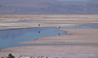 atacama desert flamingos