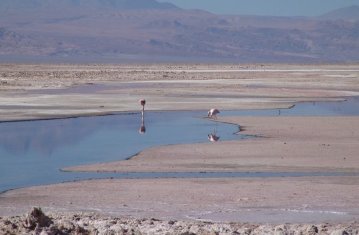 atacama desert flamingos