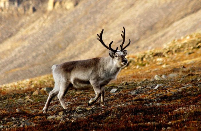 arctic reindeer