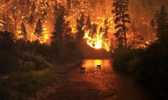 deadly wildfires