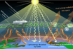 low carbon economies