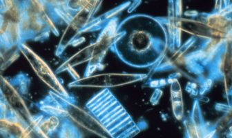 diatoms date stamping