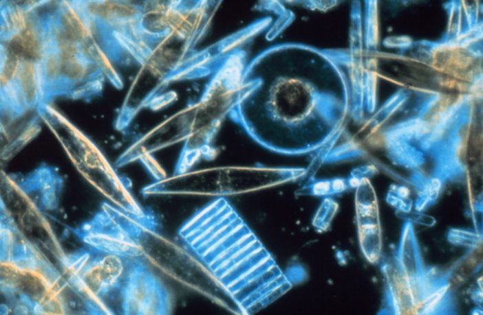 diatoms date stamping