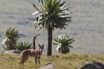 ethiopia beat tree-planting records