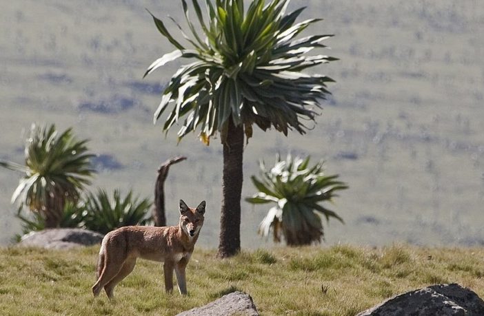 ethiopia beat tree-planting records
