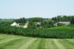 iowa black gold