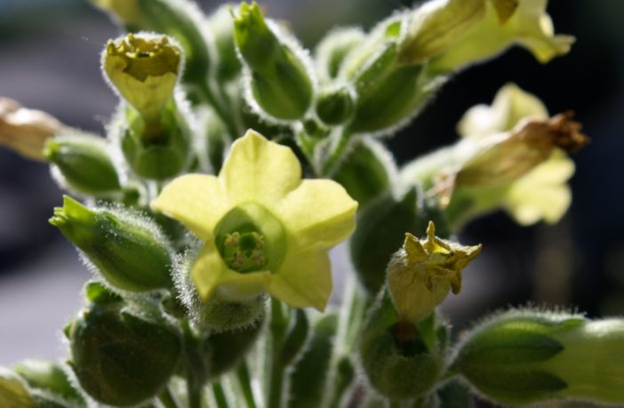 disposable e-cigarettes