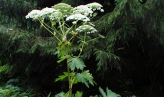 hogweed batteries from giant hogweed