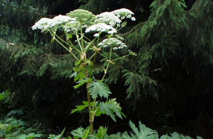 hogweed batteries from giant hogweed
