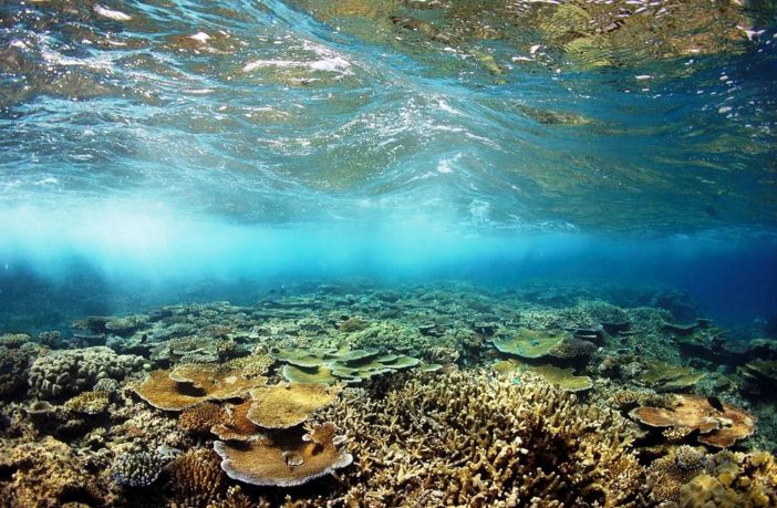 great barrier reef facing attack