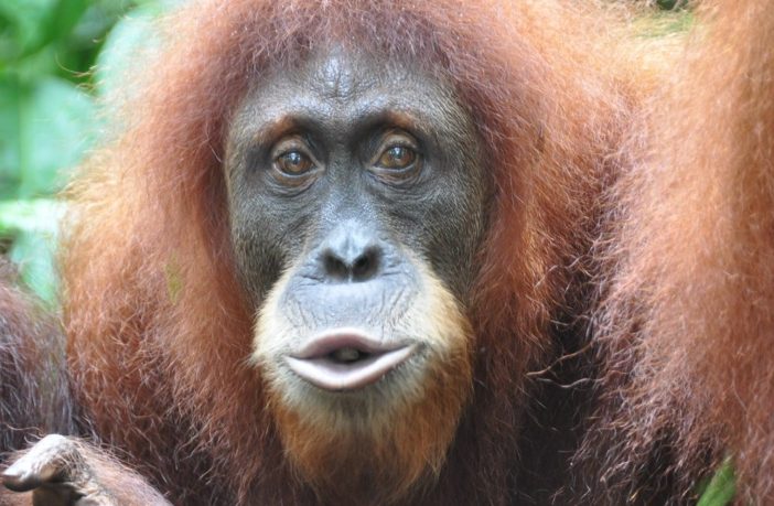 animals will inherit earth