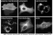 various nano proteins for protein batteries