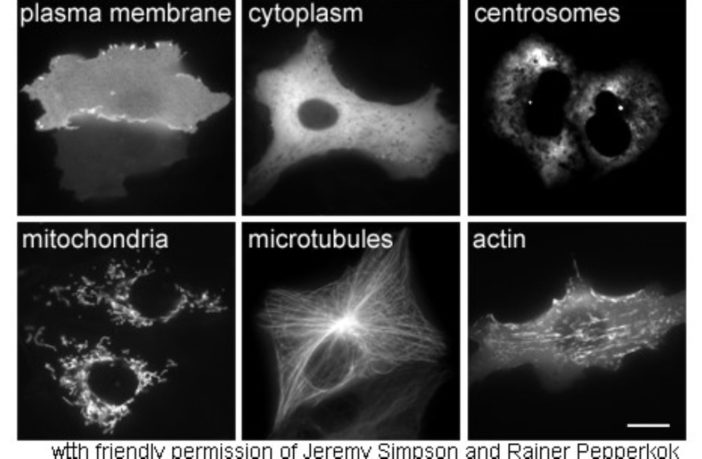 various nano proteins for protein batteries