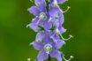 american bellflowers tale of climate change