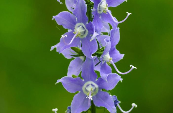 american bellflowers tale of climate change