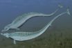 eocene climate model produces early species of whale