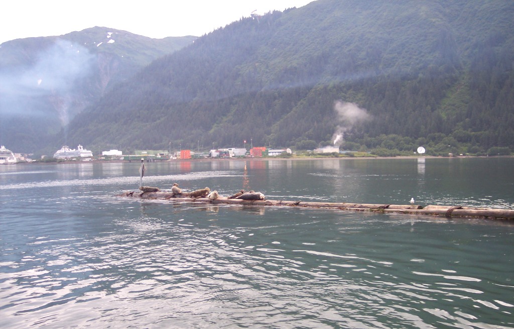 shipping industry buckles