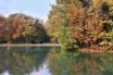 climate change and trees