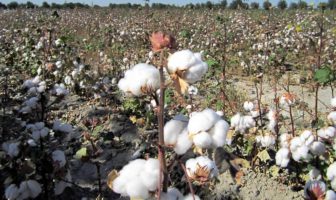 growing cotton and using cotton textile waste