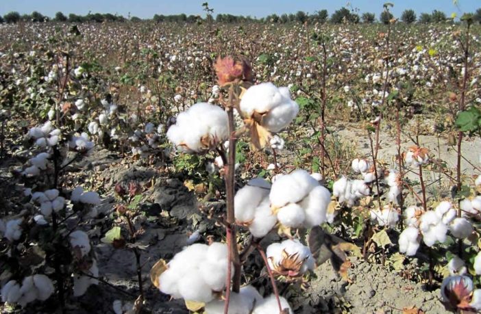 growing cotton and using cotton textile waste
