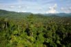worlds lost tropical forest