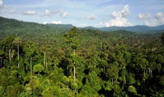 worlds lost tropical forest