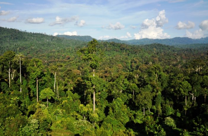 worlds lost tropical forest