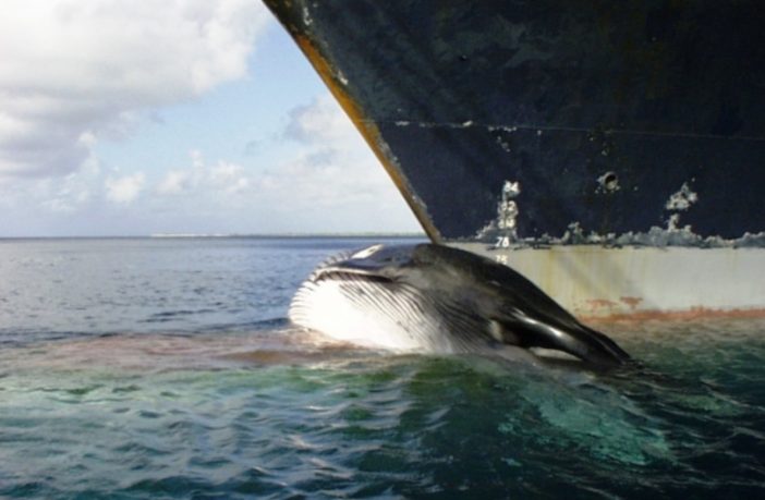 speed limits for ships