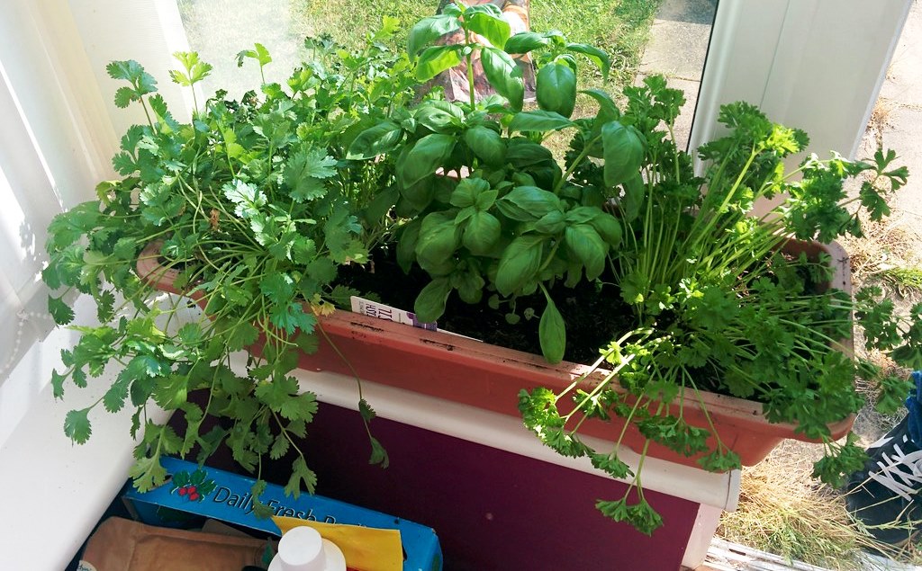 kitchen gardening