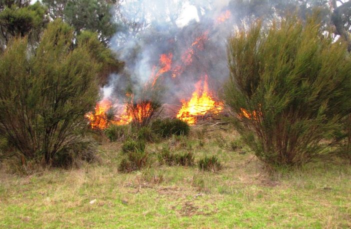 could aboriginal wisdom