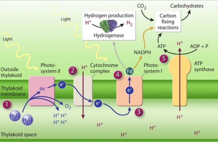 photosynthesis in plants