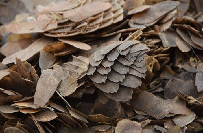 how the virus jumped