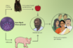 why do bats do not get sick from coronavirus