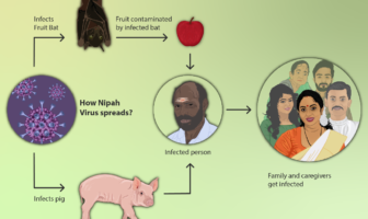 why do bats do not get sick from coronavirus