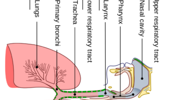 taking coronavirus precautions