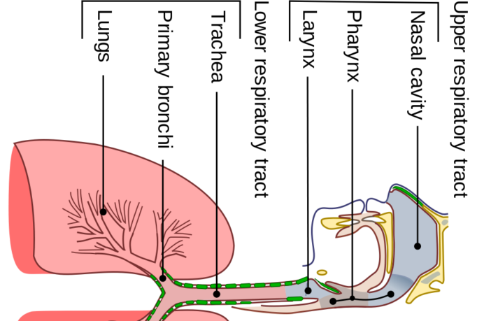 taking coronavirus precautions