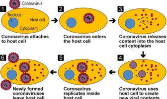 the likely time delay to a covid-19 vaccine