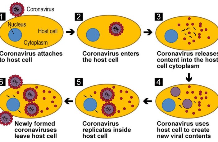 the likely time delay to a covid-19 vaccine