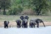threatened animal species