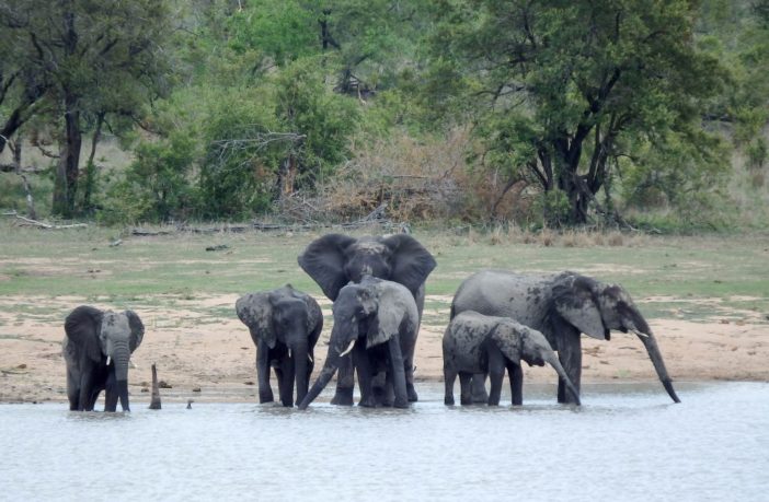 threatened animal species