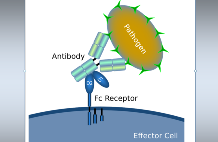 likely cell targets for sars-cov-19